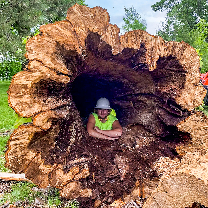 A giant tree stump, with a guy in a neon yellow tank top inside of the tree stump. There are trees surrounding the tree stump.