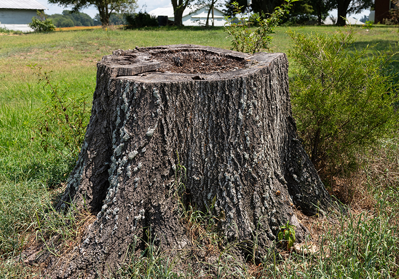 A tree stump.